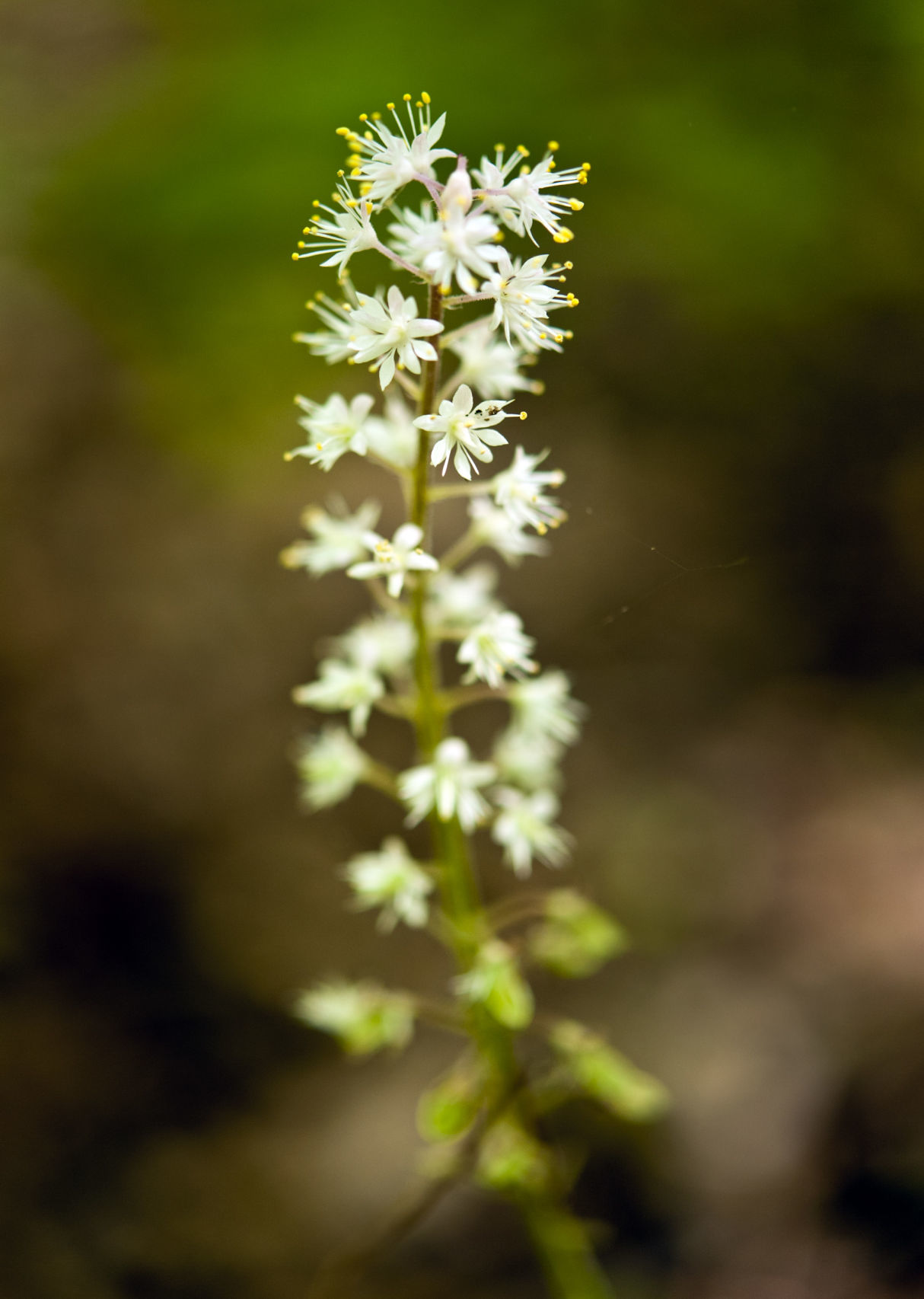 Cascades Preserve